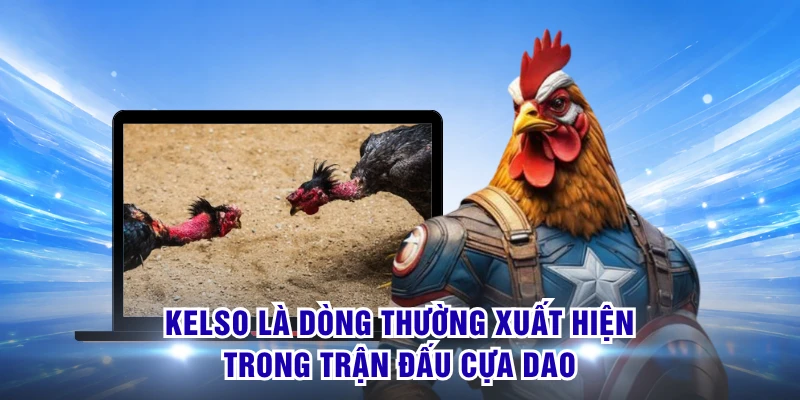 Đá Gà Cựa Dao - Đặc Trưng Tốc Độ Với Nhịp Trận Cực Nhanh 3 Kelso là dòng thường xuất hiện trong trận đấu cựa dao