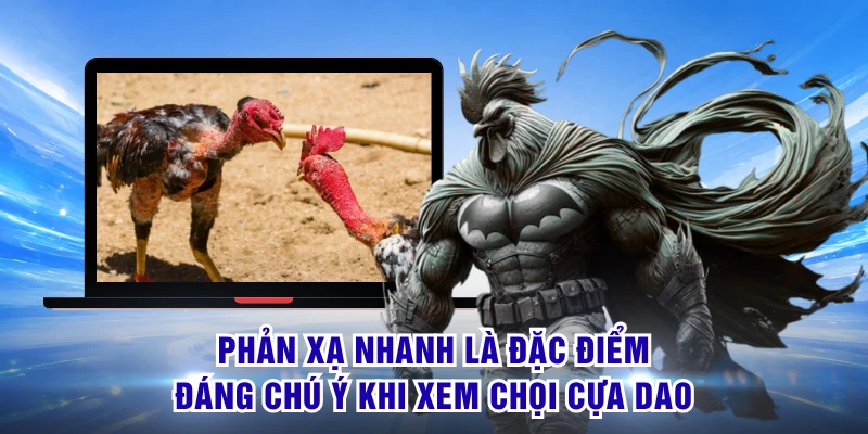 Đá Gà Cựa Dao - Đặc Trưng Tốc Độ Với Nhịp Trận Cực Nhanh 2 Phản xạ nhanh là đặc điểm đáng chú ý khi xem chọi cựa dao